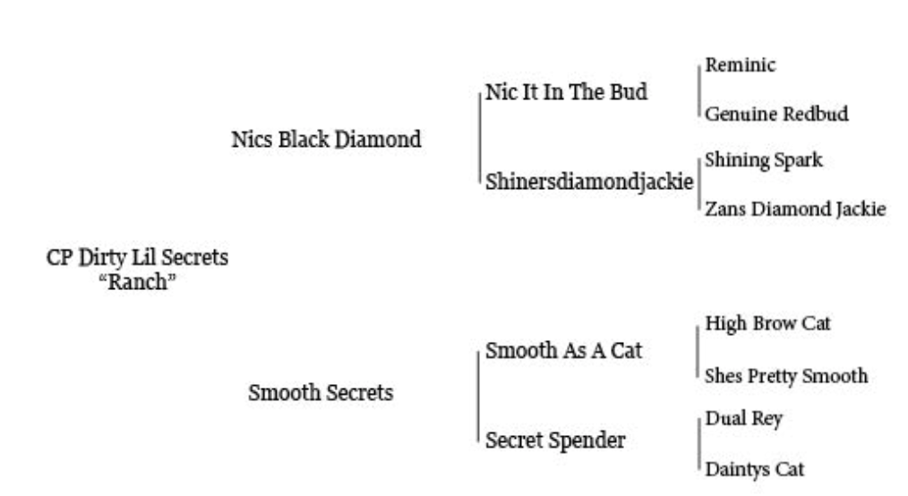 CP Dirty Little Secrets (Ranch) - Performance Horse Sales - Cal Poly ...